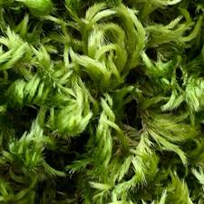 Attēlu rezultāti vaicājumam “Homalothecium sericeum”