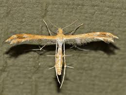 Attēlu rezultāti vaicājumam “Pterophoridae”