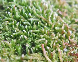 Attēlu rezultāti vaicājumam “Nowellia curvifolia sporophyte”