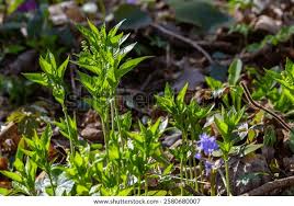 Attēlu rezultāti vaicājumam “Mercurialis perennis bud”