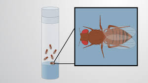 Attēlu rezultāti vaicājumam “Drosophila melanogaster”