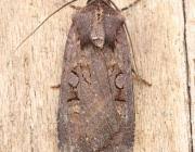 Attēlu rezultāti vaicājumam “Euxoa nigricans”