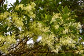 Attēlu rezultāti vaicājumam “Chionanthus virginicus flower”