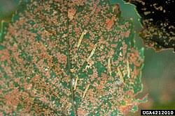 Attēlu rezultāti vaicājumam “Bucculatrix rhamniella”