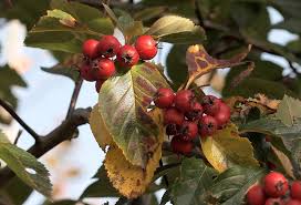 Attēlu rezultāti vaicājumam “Crataegus macracantha”