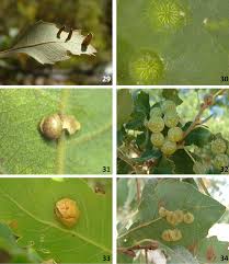 Attēlu rezultāti vaicājumam “Neuroterus albipes”