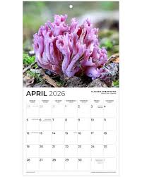 Attēlu rezultāti vaicājumam “Clavulina amethystina”