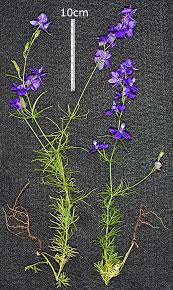 Image result for Consolida ajacis oder Consolida regalis