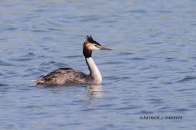 Attēlu rezultāti vaicājumam “Podiceps cristatus juvenile”