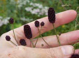 Attēlu rezultāti vaicājumam “Sanguisorba officinalis bud”