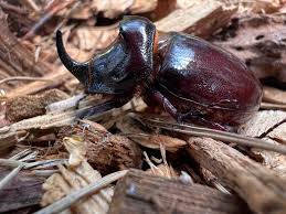 Attēlu rezultāti vaicājumam “Oryctes nasicornis”