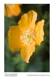 Image result for Meconopsis cambrica