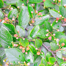 Attēlu rezultāti vaicājumam “Cotoneaster multiflorus leaf”