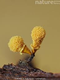 Attēlu rezultāti vaicājumam “Hemitrichia clavata stalked”