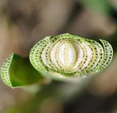 Attēlu rezultāti vaicājumam “Phragmites communis fruit”