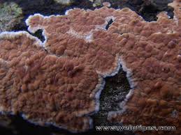 Attēlu rezultāti vaicājumam “Cylindrobasidium evolvens”