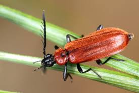 Attēlu rezultāti vaicājumam “Schizotus pectinicornis”