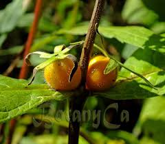 Attēlu rezultāti vaicājumam “Trichophorum alpinum fruit”