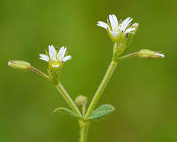 Attēlu rezultāti vaicājumam “Cerastium holosteoides fruit”
