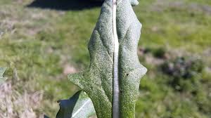 Attēlu rezultāti vaicājumam “Diplotaxis muralis leaf”