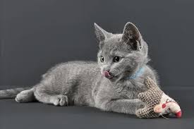 Attēlu rezultāti vaicājumam “Felis silvestris catus”