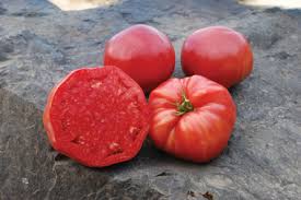 Afbeeldingsresultaat voor mortgage lifter bicolor strain tomato