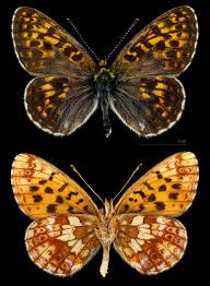 Attēlu rezultāti vaicājumam “Clossiana selene upperside”