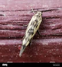 Attēlu rezultāti vaicājumam “Scythris limbella”