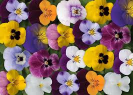 Attēlu rezultāti vaicājumam “Viola x williamsii flower”