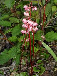 Attēlu rezultāti vaicājumam “Pyrolaceae”