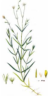 Attēlu rezultāti vaicājumam “Stellaria palustris”