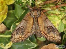 Attēlu rezultāti vaicājumam “Notodonta ziczac”