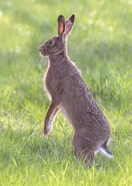 Attēlu rezultāti vaicājumam “Lepus europaeus”