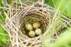 Attēlu rezultāti vaicājumam “Sylvia borin eggs”