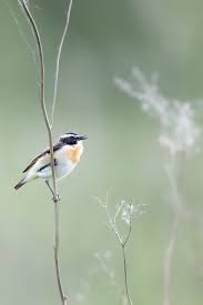 Attēlu rezultāti vaicājumam “Saxicola rubetra adult”