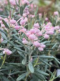 Attēlu rezultāti vaicājumam “Andromeda polifolia leaf”