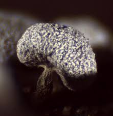 Attēlu rezultāti vaicājumam “Physarum notabile”