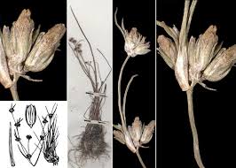 Attēlu rezultāti vaicājumam “Juncus bulbosus fruit”