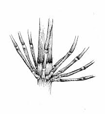 Attēlu rezultāti vaicājumam “Equisetum fluviatile”