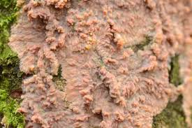 Attēlu rezultāti vaicājumam “Phlebia radiata”