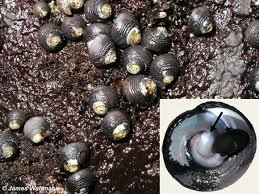 Attēlu rezultāti vaicājumam “Mucronella subtilis”