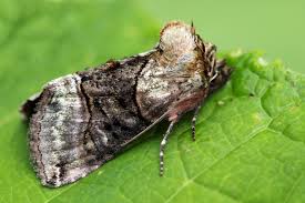 Attēlu rezultāti vaicājumam “Abrostola tripartita”