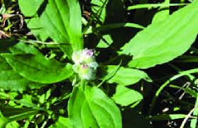 Attēlu rezultāti vaicājumam “Silene dioica leaf”