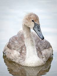 Attēlu rezultāti vaicājumam “Cygnus olor juvenile”