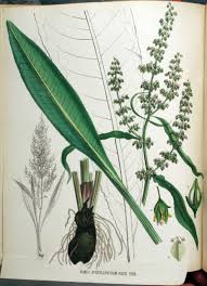 Attēlu rezultāti vaicājumam “Rumex hydrolapathum”