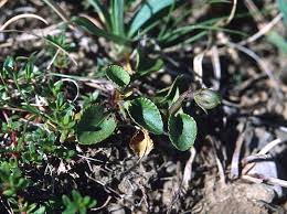 Attēlu rezultāti vaicājumam “Viola rupestris bud”