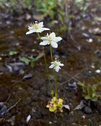 Attēlu rezultāti vaicājumam “Parnassia palustris leaf”