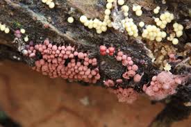 Attēlu rezultāti vaicājumam “Arcyria affinis spores”