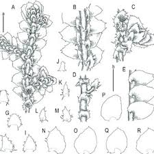 Attēlu rezultāti vaicājumam “Porella cordaeana”
