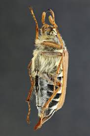 Attēlu rezultāti vaicājumam “Melolontha melolontha”